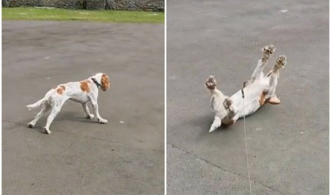 The dog faints every time he sees ducks (4 photos + 2 videos)