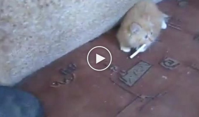 Котенок и сигарета