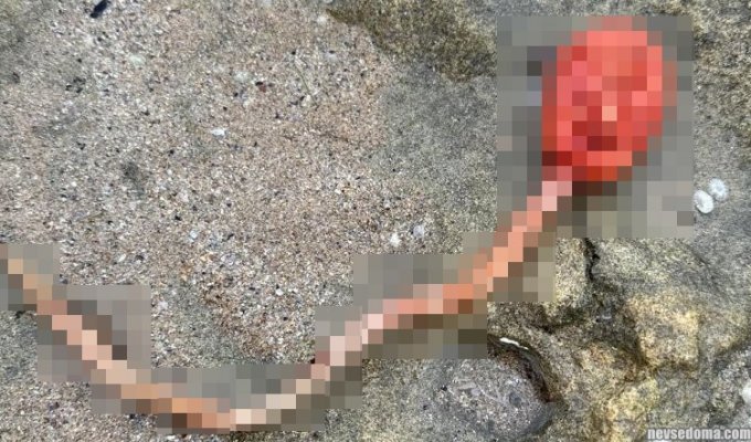 A woman found a creature similar to the monster from the movie “Alien” on the beach (3 photos)
