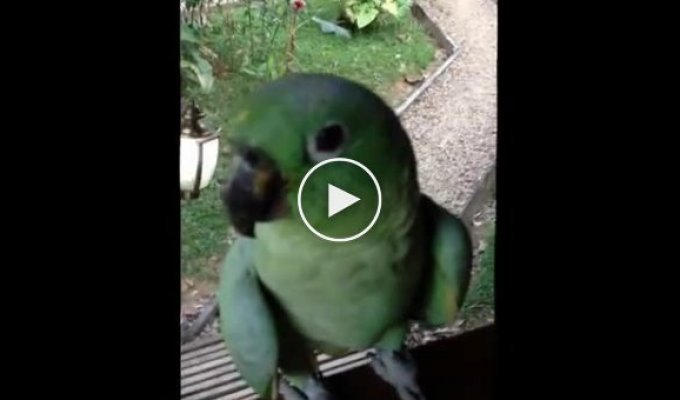 Заразительный смех попугая
