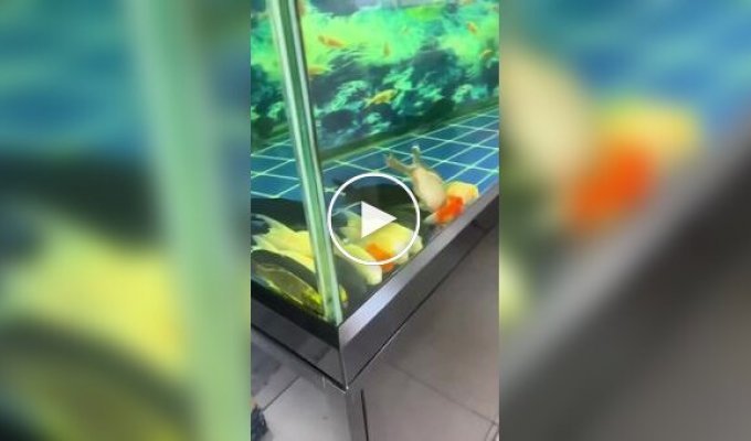 Рыбы в аквариуме «напугали» хозяина
