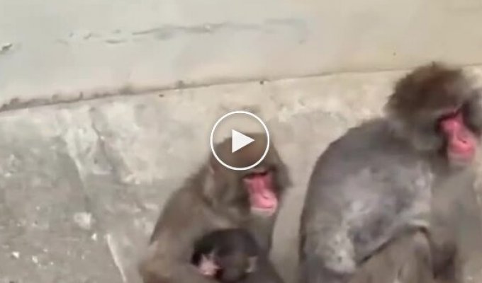Малыша Панча крепко обняла взрослая обезьяна