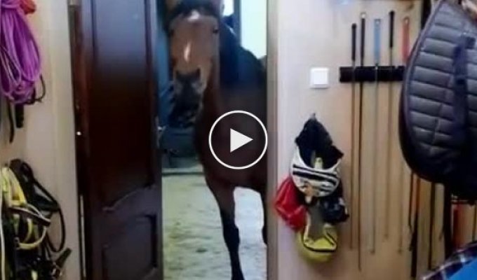 Лошадь пришла в жилище хозяйки за угощением