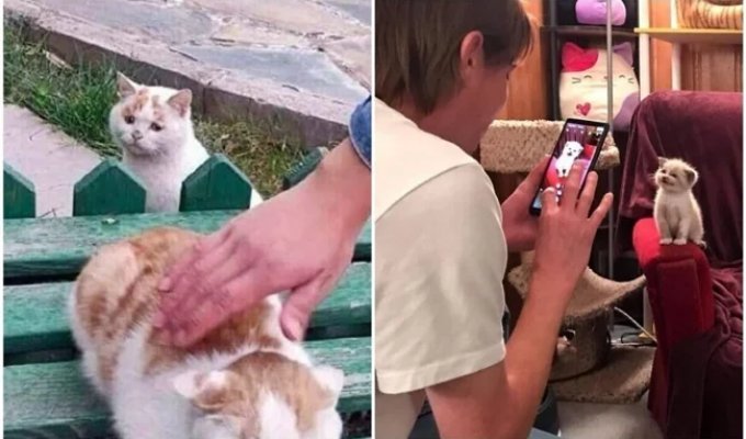30 смішних котейок, які подарують добру порцію позитиву (31 фото)