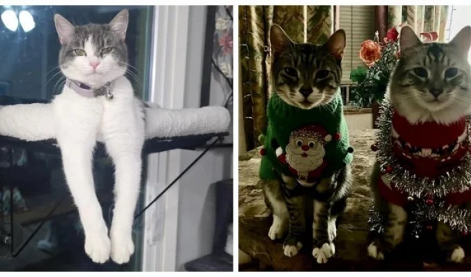 22 снимка, которые демонстрируют настоящие предновогодние эмоции котиков (23 фото)