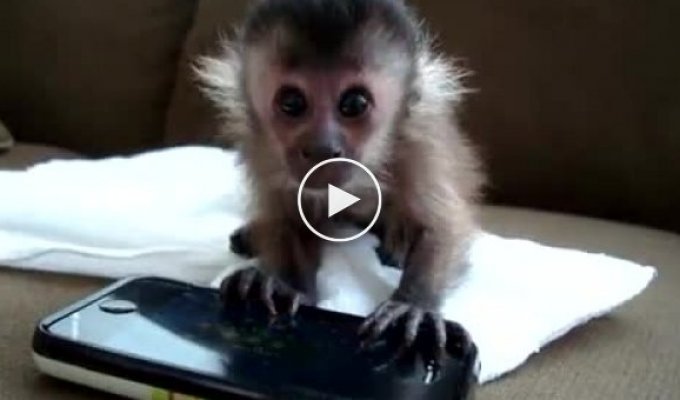 Маленькая обезьянка играет на телефоне