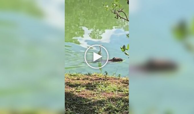 Цапля верхом на капибаре
