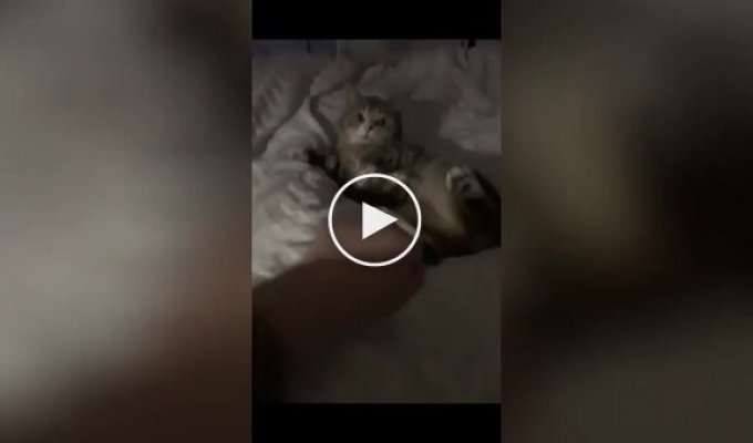 The cat doesn't want his owner to touch his paws