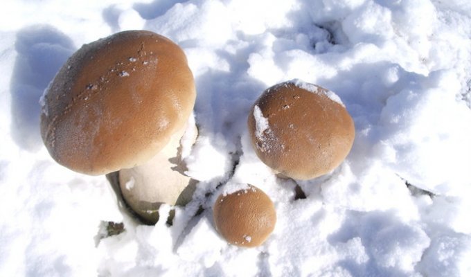 Зимой за грибами (5 фото)