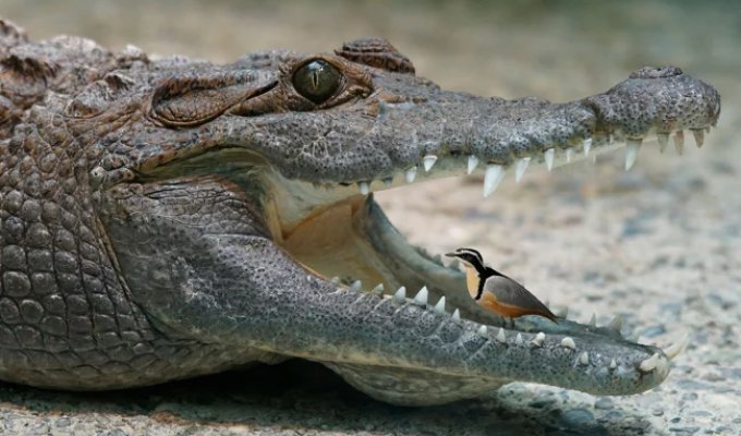 Крокодиловый сторож (5 фото)