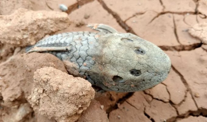 Кольчужные сомы: правда ли, что они могут полностью высыхать и возвращаться к жизни? (7 фото)