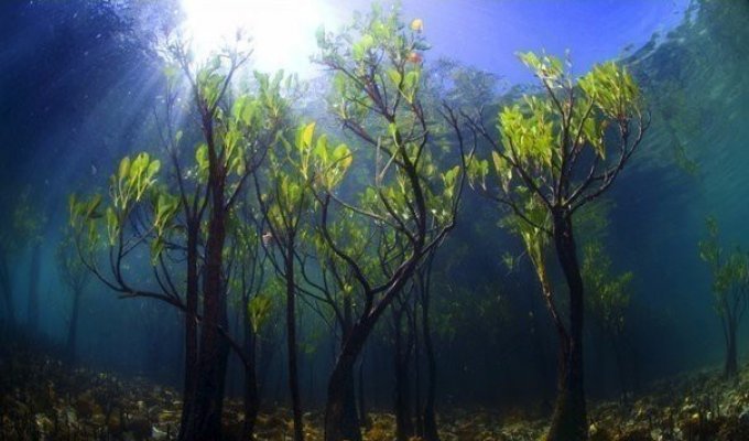 Удивительно, но эти деревья растут на нашей планете (10 фото)