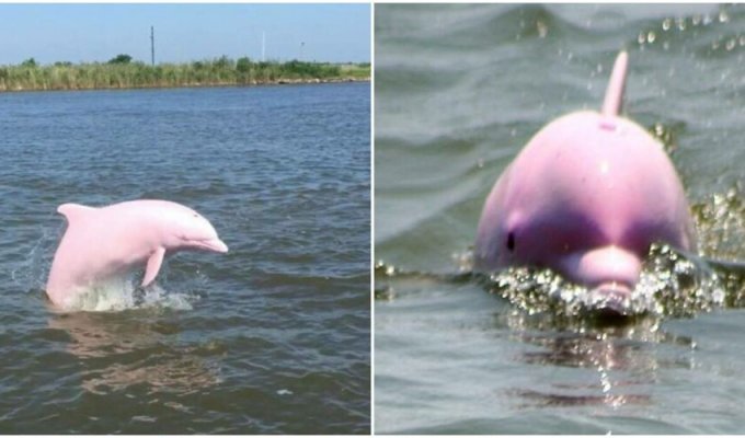 A fisherman from the USA spotted a rare pink dolphin (8 photos + 1 video)