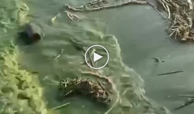Море в Одессе теперь выглядит так. Последствия после взрыва на Каховском ГЭС