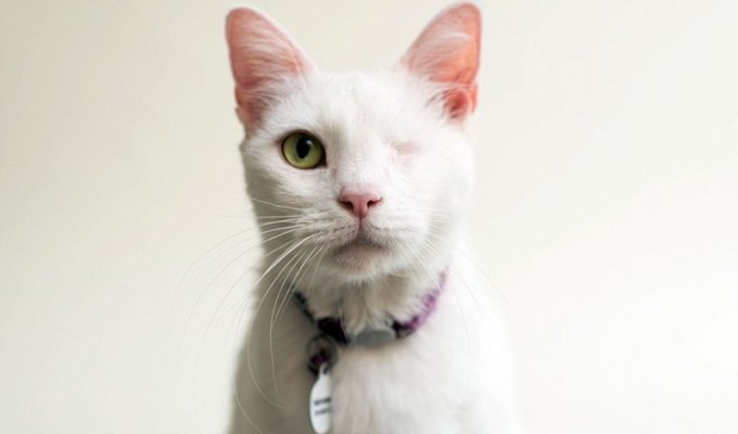 Фотограф публикует снимки кошек, потерявших один или оба глаза, в надежде, что люди заберут их (12 фото)