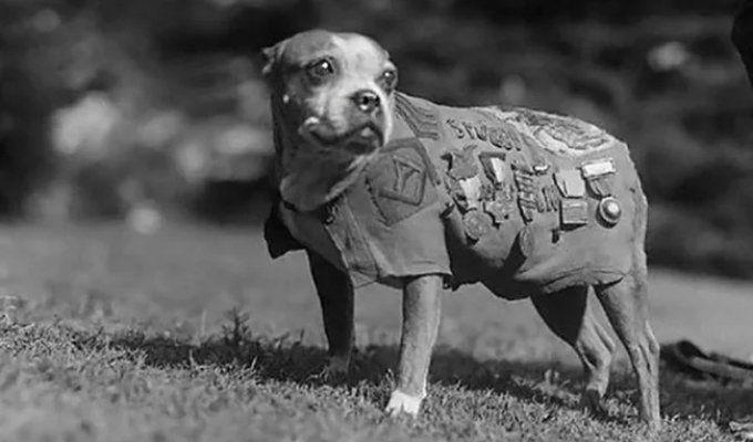 Sergeant Stubby – the heroic dog of World War I (15 photos)