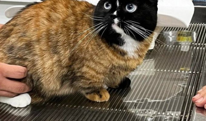 What breed is this cat: users think it’s a neural network (5 photos)