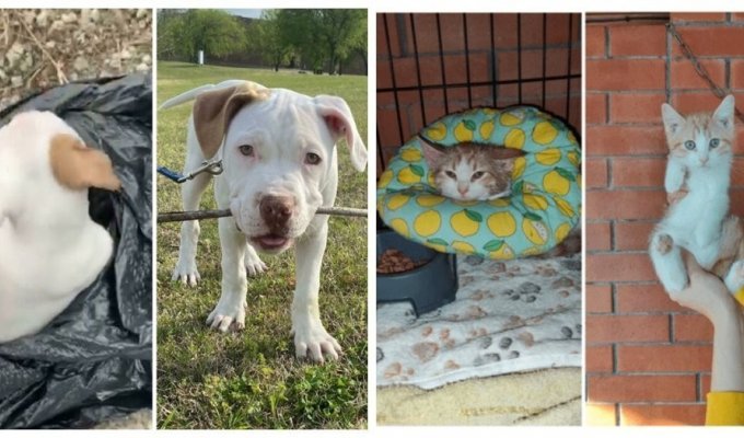 17 tailed animals that found a home and changed beyond recognition (18 photos)