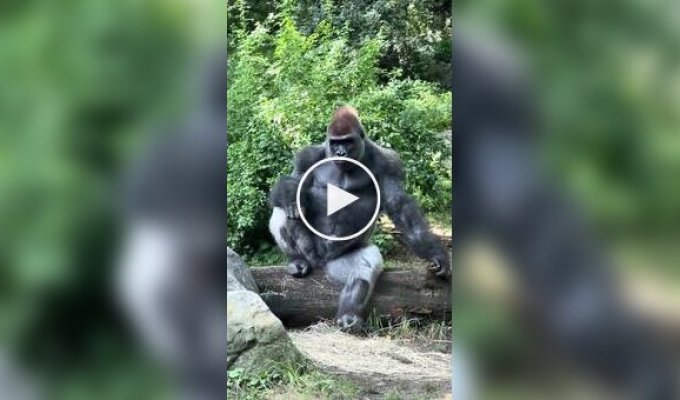 Model Male: Gorilla with the Ultimate Level of Cool