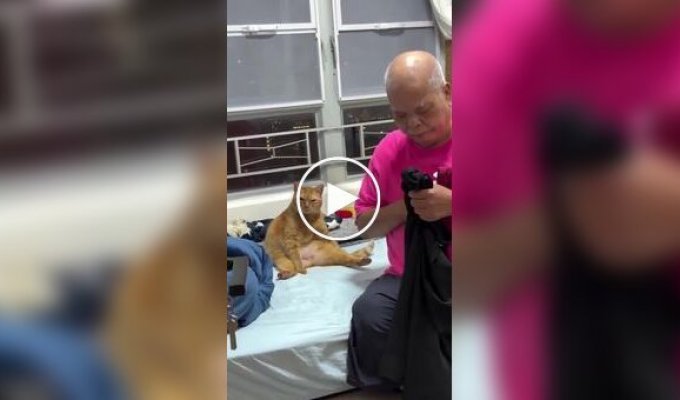 A cat began to look like its owner