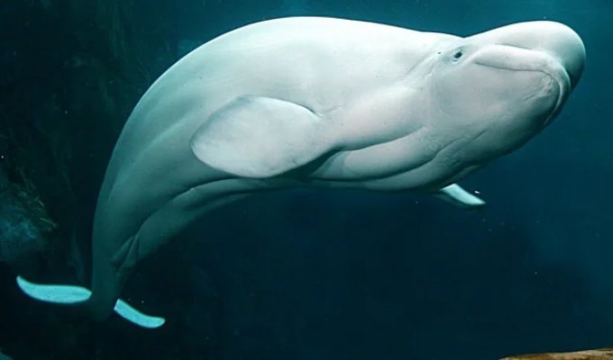 The Beluga Whale: The Eerie "Human" Body of the Ocean's Most Uncanny Whale—and That's Just for Starters! (9 Photos)