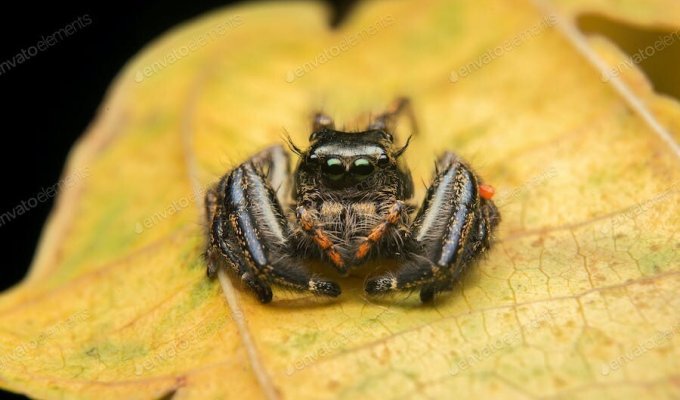 20 facts about spiders (7 photos)