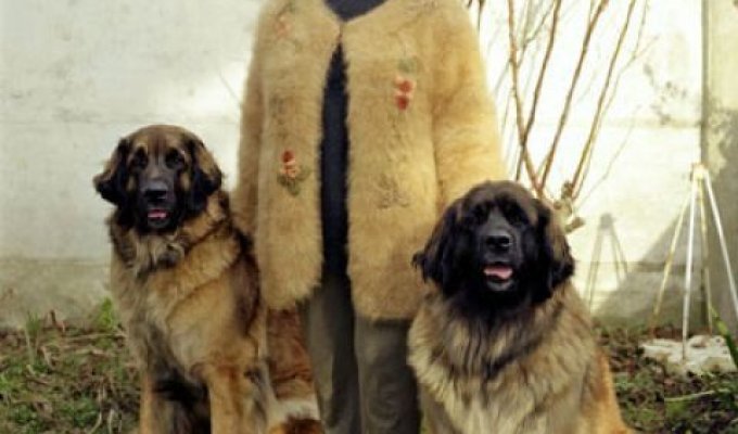 Последний писк моды: свитера из шерсти собственной собаки (9 фото)