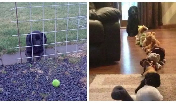 20 funny and “stupid” dogs that you can’t help but laugh at (21 photos)