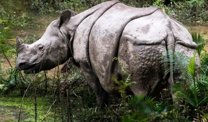 Indian rhinoceros: biological armored vehicle (11 photos)