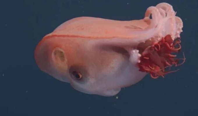 У побережья Калифорнии был замечен редкий семирукий осьминог (3 фото + 1 видео)