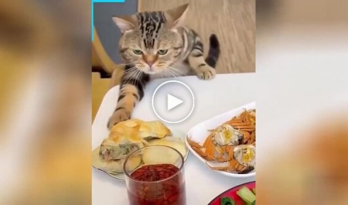 Вічно голодний кіт краде їжу зі столу