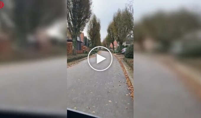 Женщина и волк: неожиданная встреча на улице