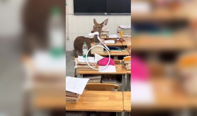 Олень съел экзаменационные листы школьников