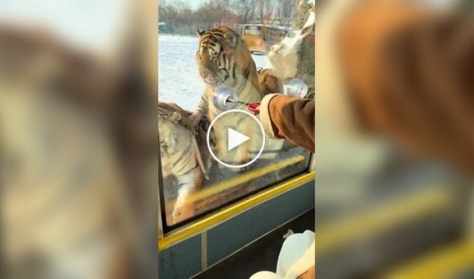 Тигров в зоопарке раскормили так, что они отказываются от мяса