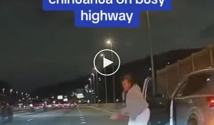 The Unusual Highway Chase for a Chihuahua