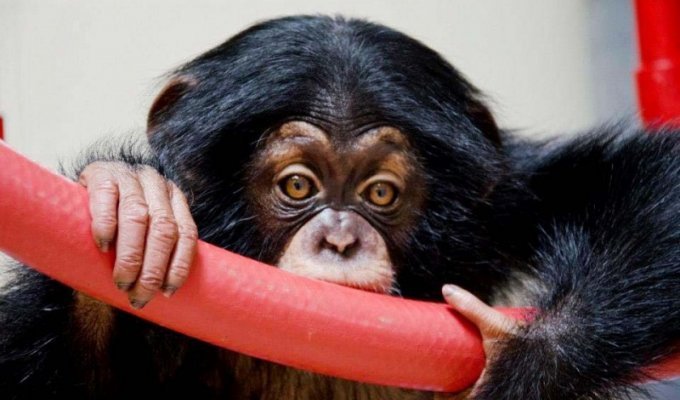Детенышу шимпанзе нашли приемную маму (14 фото)