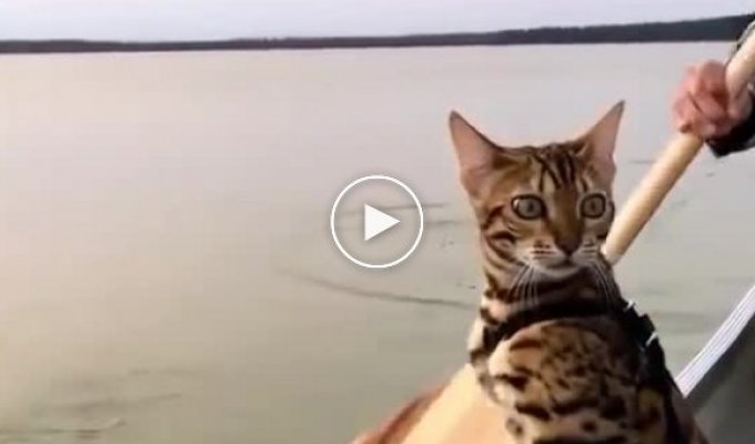Кот плывет на лодке и внимательно изучает воду за бортом