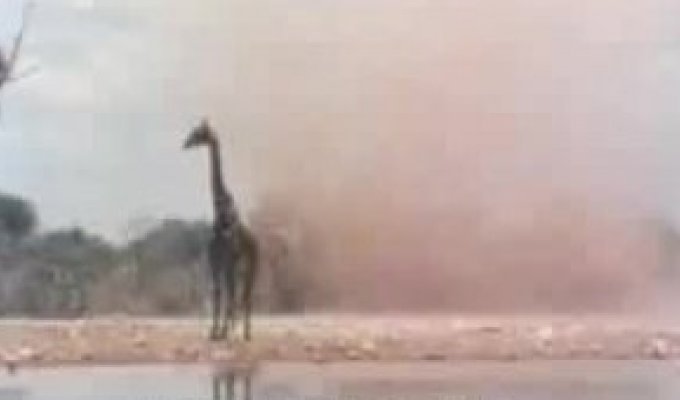 Торнадо и Жираф