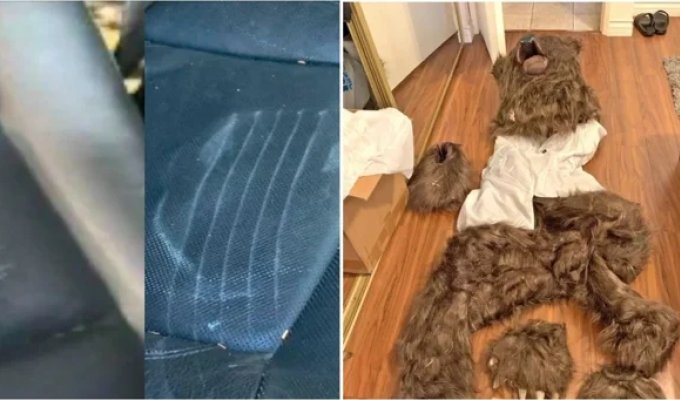 Американці переодягалися в костюм «ведмедя», щоб отримувати страхові виплати (3 фото + 1 відео)