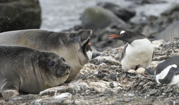 Пингвины напали на тюленей, чтобы захватить территорию (7 фото)