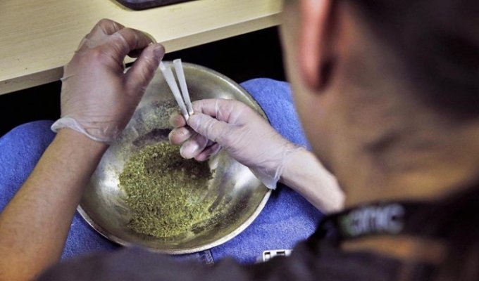 В Колорадо было продано марихуаны на миллион долларов (10 фото)
