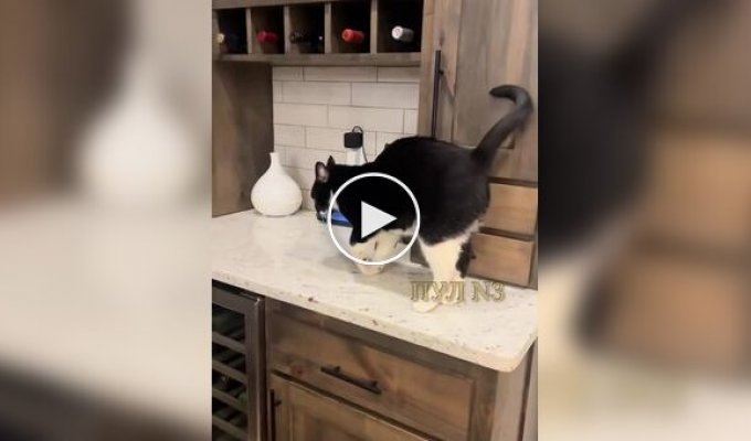 Пушистый симулянт