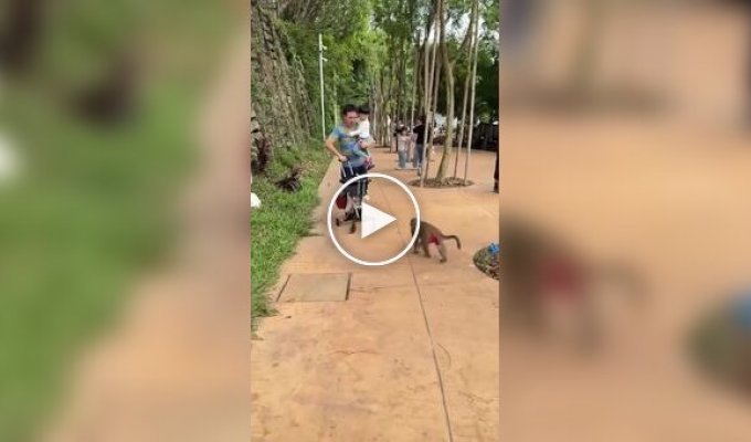 Monkeys attacked a man with a child and stole a stroller