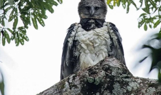 Horror from the skies: incredibly huge South American Harpies (15 photos)