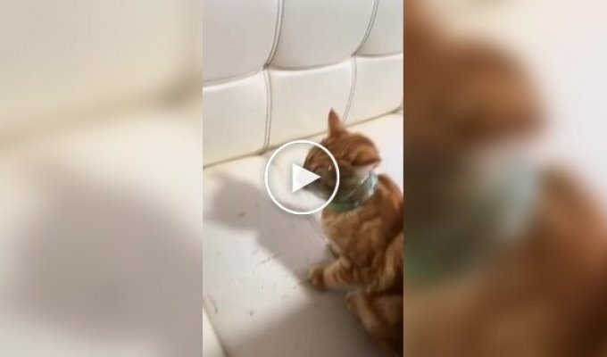 Пушистый исследователь стеклянных банок