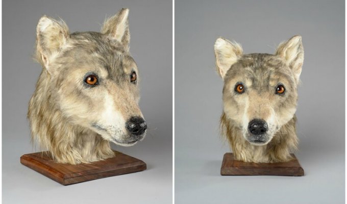 Ученые показали, как выглядела собака, жившая 4000 лет назад (4 фото)