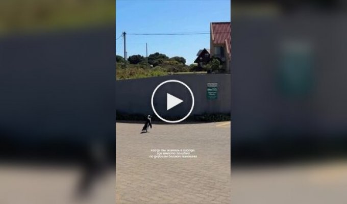 Пингвины на улице города в ЮАР