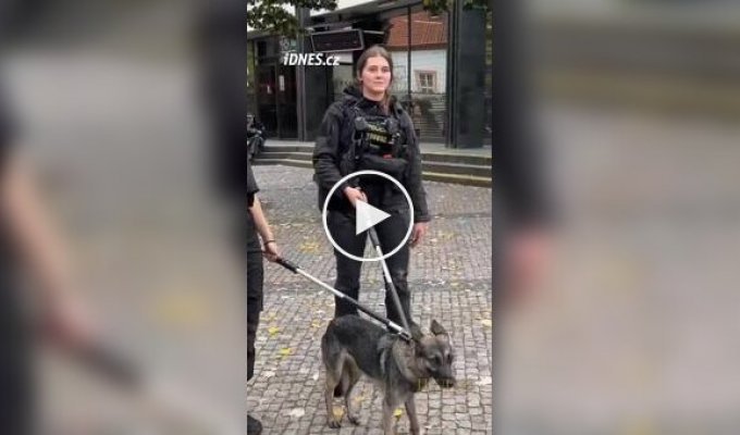 В Праге закрыли целую линию метро из-за забежавшего в тоннель щенка