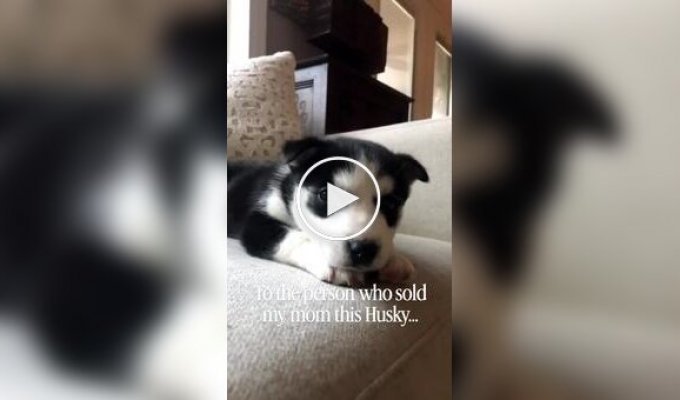 Expectation vs. reality: when you bought a husky from strangers