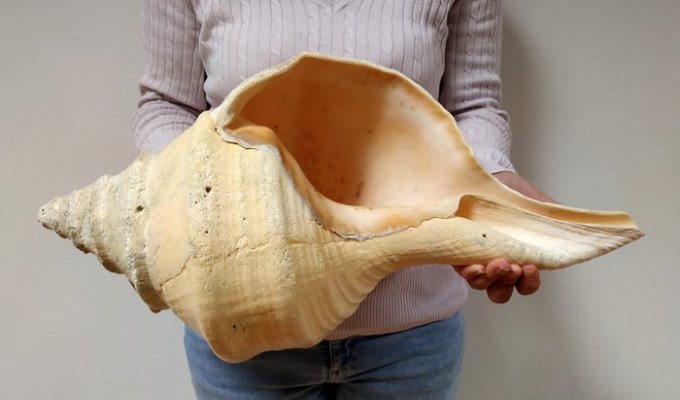 Гігантський австралійський трубач: як живуть найбільші у світі равлики вагою 18 кг (8 фото)